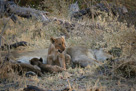 Lion cubs with mother, or aunt. There were two females and two sets of cubs.