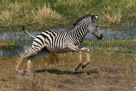 Young Zebra takes flight.