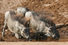 Happy hour for the Warthogs.