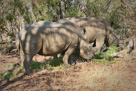 These were the only two White Rhinos in Zambia.