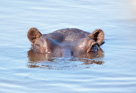 Hippo in Moremi