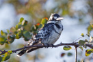 Pied Kingfisher. Huge numbers of these can be seen on any Southern African waterway