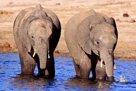 Chobe Elephants