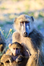 Mother and baby Baboon
