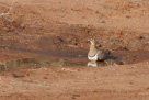 Black-Faced Sandgrouse soaking water into its feathers to take back to chicks .