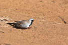 Namaqua Dove. The smallest African dove.