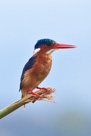 Malachite Kingfisher - Lake Naivashu.