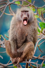 A not-very-happy Baboon