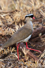 The Crowned Plover acts as an alarm signal for other animals in the bush.