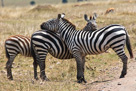 Resting Zebra