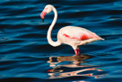 Flamingo on Lake Manyara.