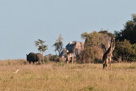 A selection of Serengeti mammals.