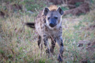 We saw this Hyena, easily identified by the ear damage, a few times.