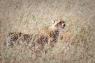 We were lucky. Our guide spotted the same gazelle as this Cheetah had.