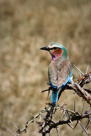 Another classic African bird: Lilac-Breasted Roller.